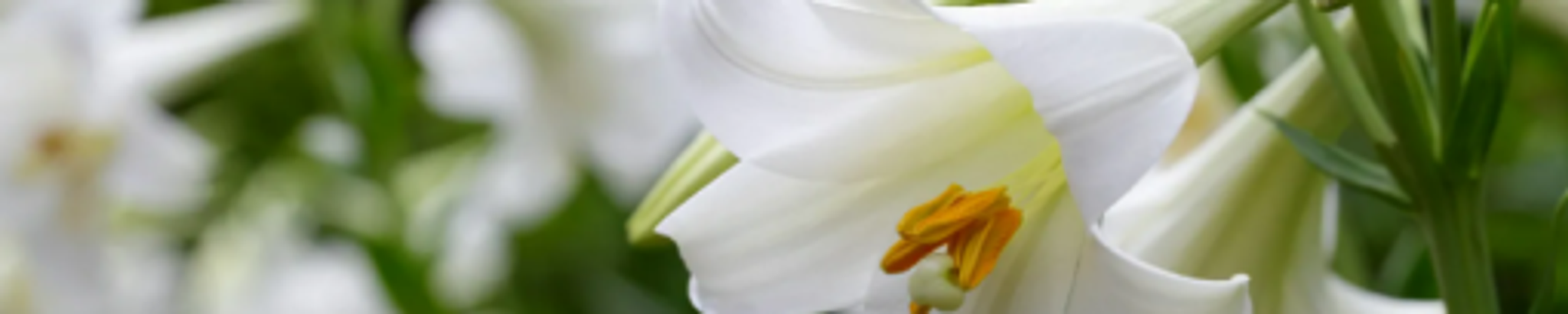 Cover photo for Stacy Menger's Obituary