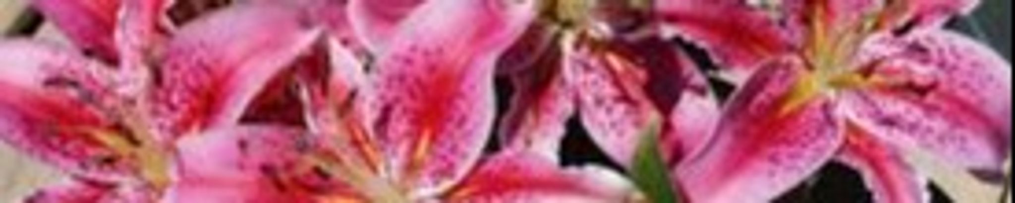 Cover for Sarah S. Hartnell's Obituary