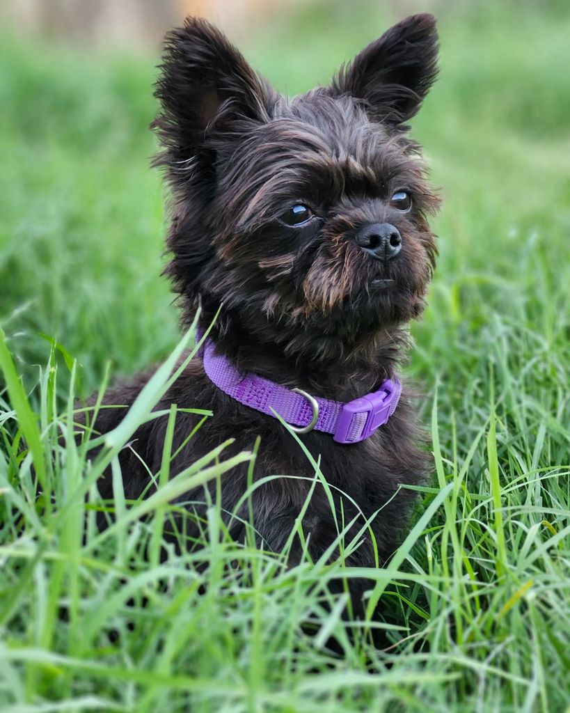 Chewy Sanchez