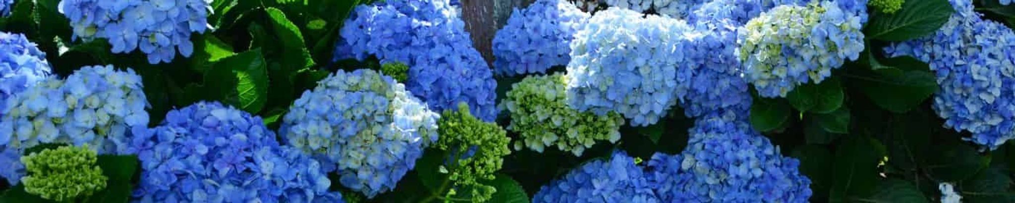 Cover photo for Ann M. (Connolly) Jurkiewicz's Obituary