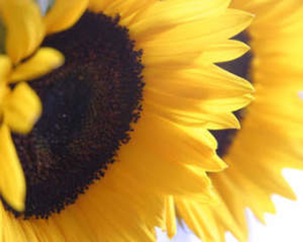 Cathy Lee Unwin Profile Photo