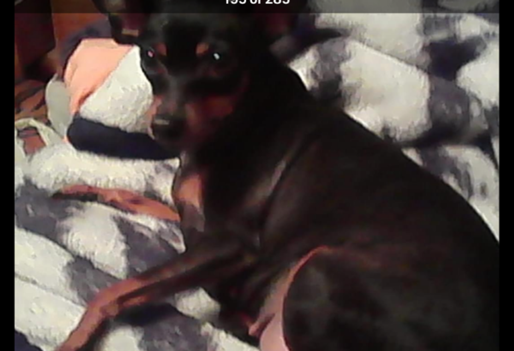 Princess Lowe Profile Photo