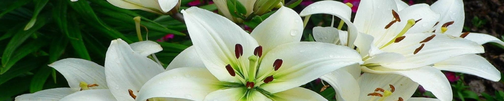 Cover for Loan Kim Ha's Obituary
