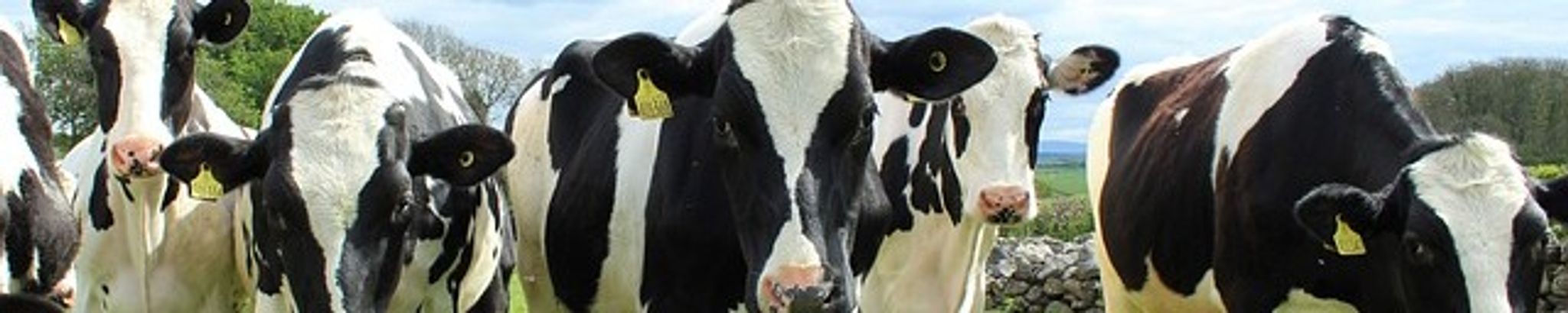 Cover for Jack Werner's Obituary