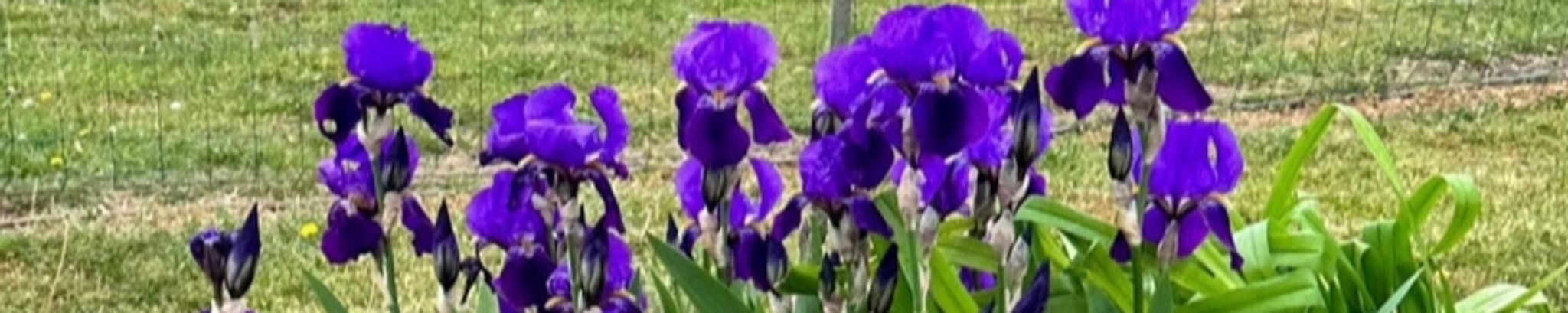 Cover for Mamie Sue Stephens DePriest's Obituary