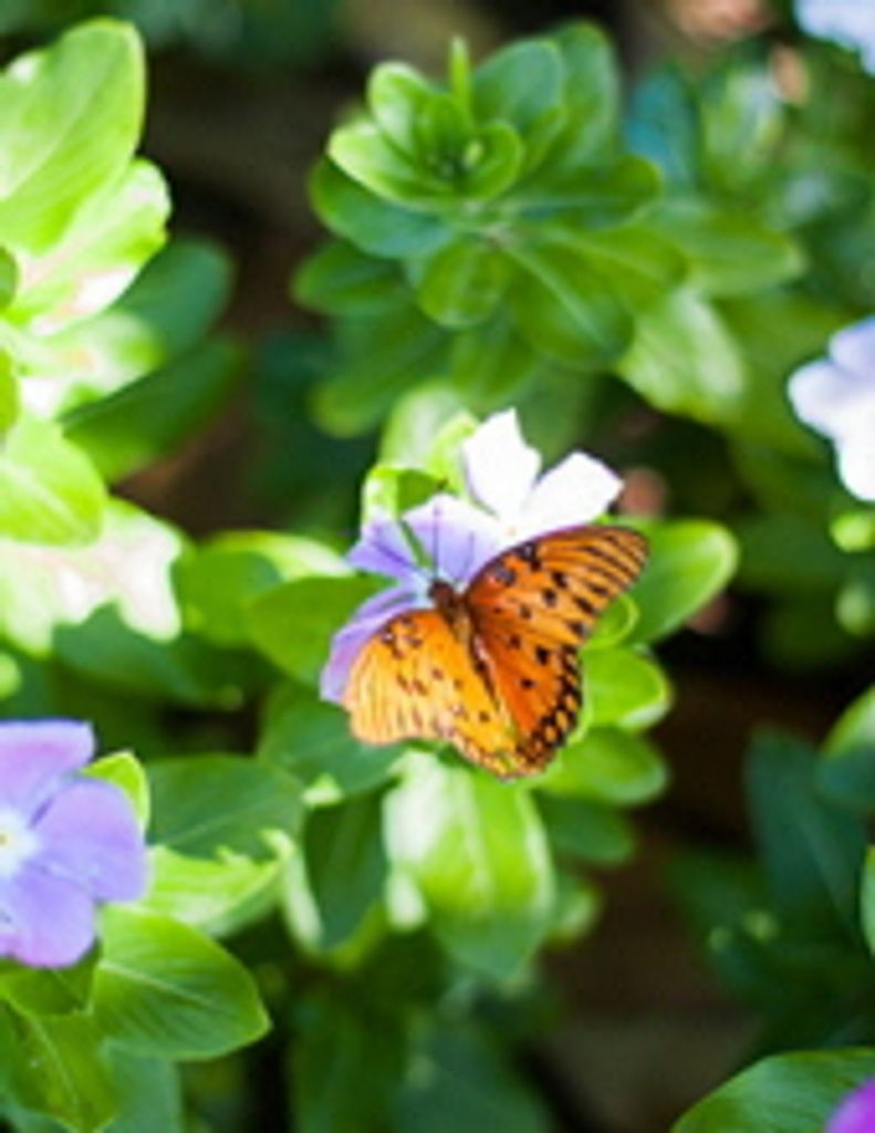 Doris Eveelyn Ackerman