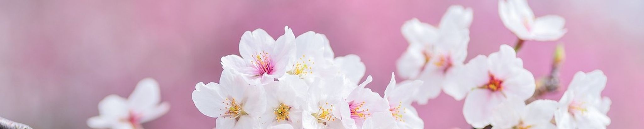 Cover photo for Lorraine Alexander's Obituary