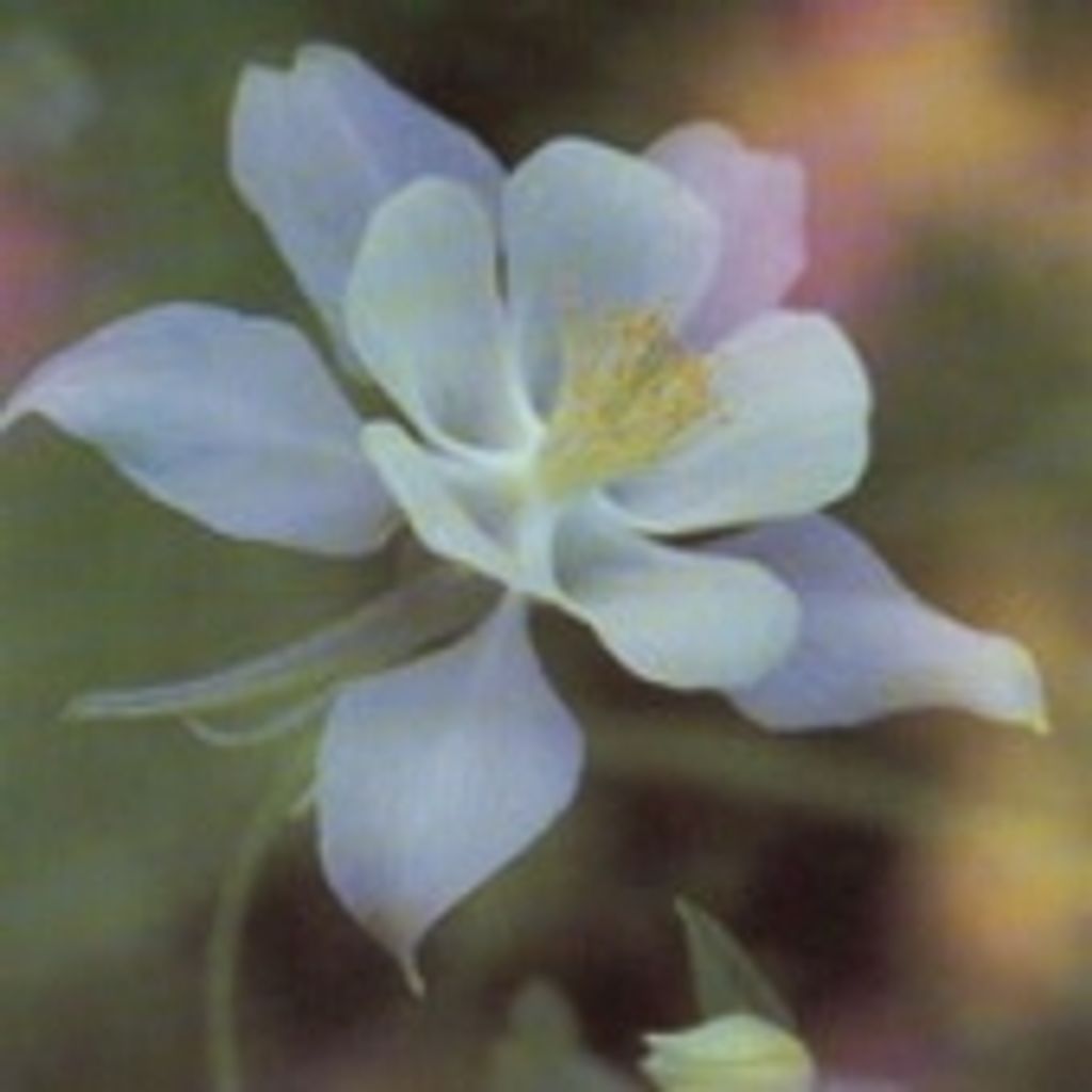 Dorothy F. Netherton