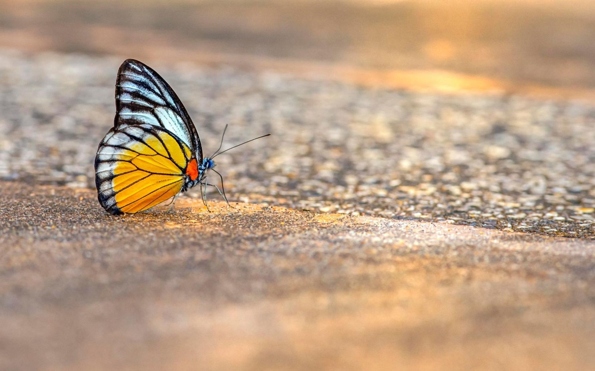 Cover for Donna Lee O'Hara's Obituary