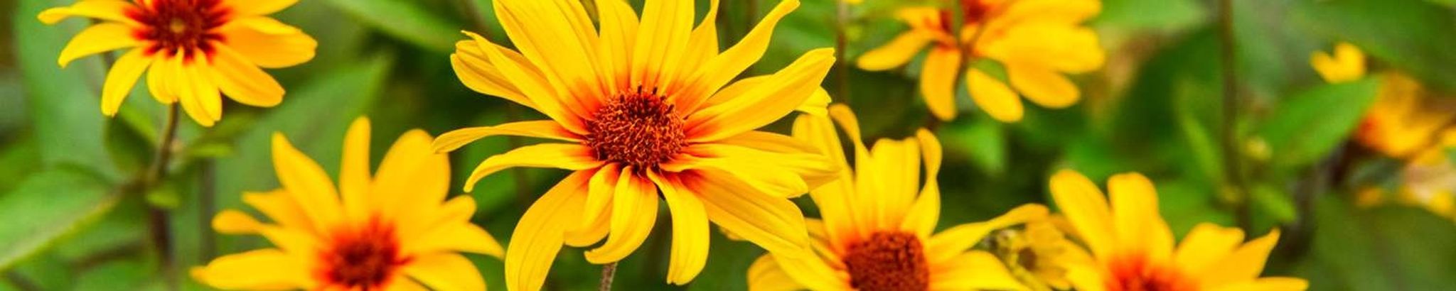 Cover for Doris Faye Holder's Obituary