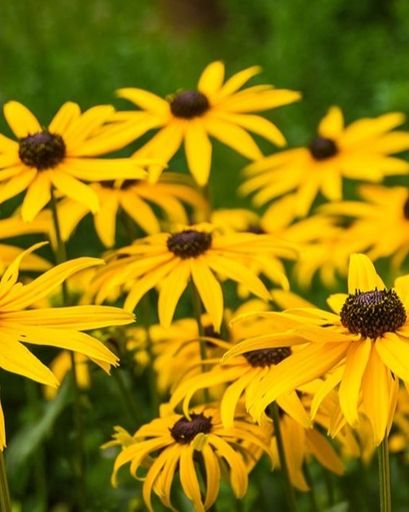 Wanda L. Wadley's obituary image