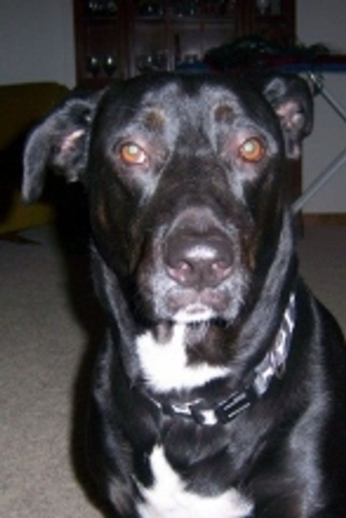 Harley Quinn Profile Photo