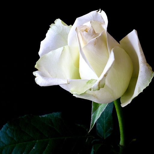 Rosemarie Osswald Brown Profile Photo