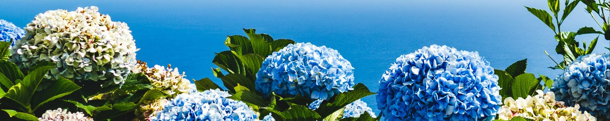 Cover photo for Mrs. Martha Giles Whitehead's Obituary