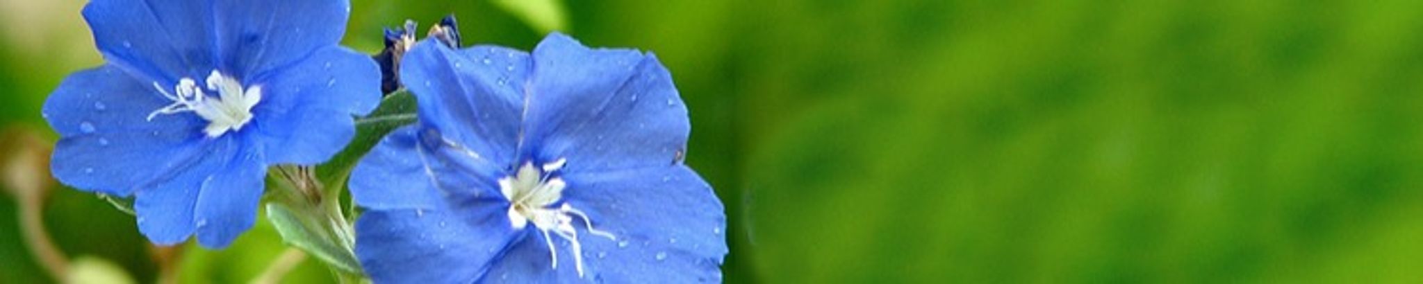 Cover photo for Lorraine Bakken's Obituary