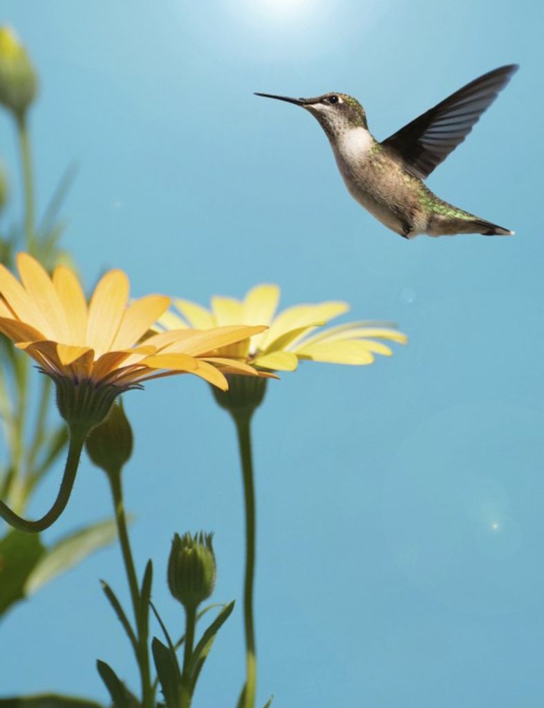 Mary Susan Kolseth Profile Photo