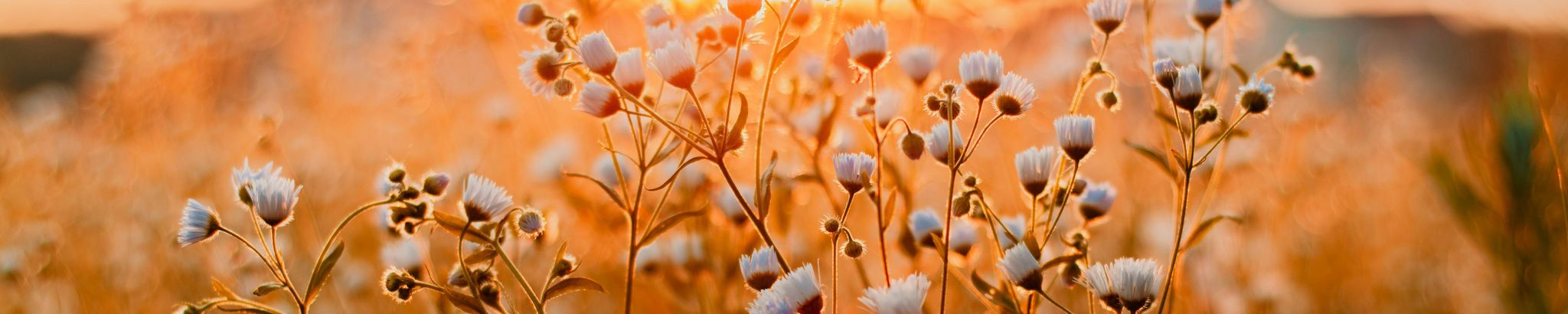 Cover for Isaac Matthew Putnam's Obituary