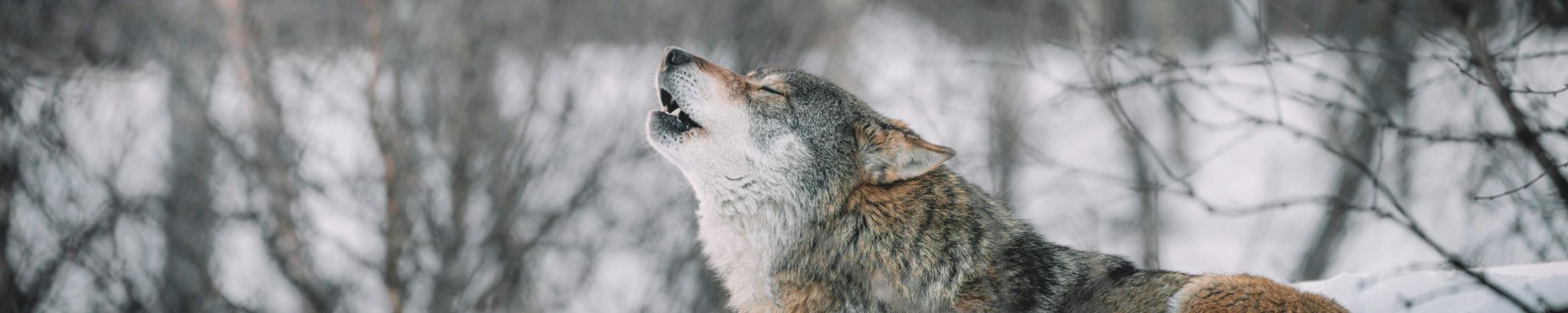 Cover for Barbara Gregory's Obituary