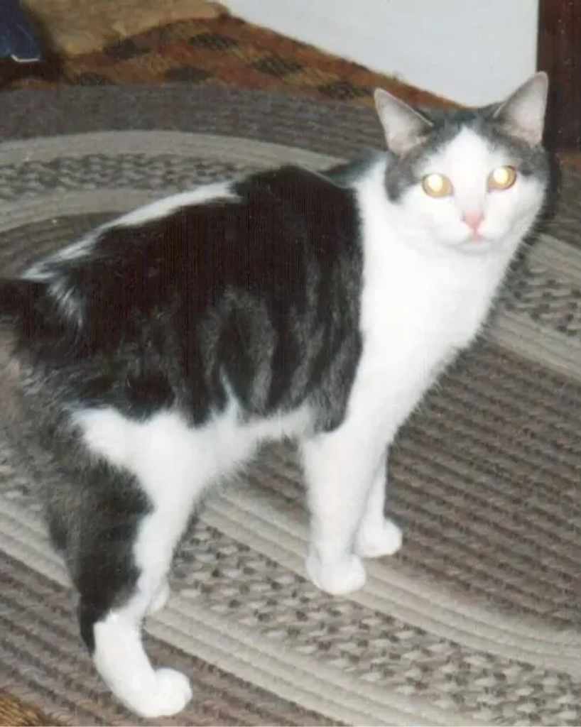 Sylvester 🐾