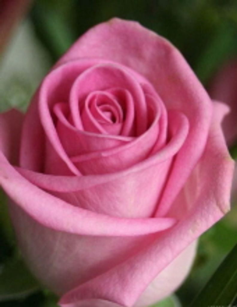 Donna Rutledge  Mellott Profile Photo