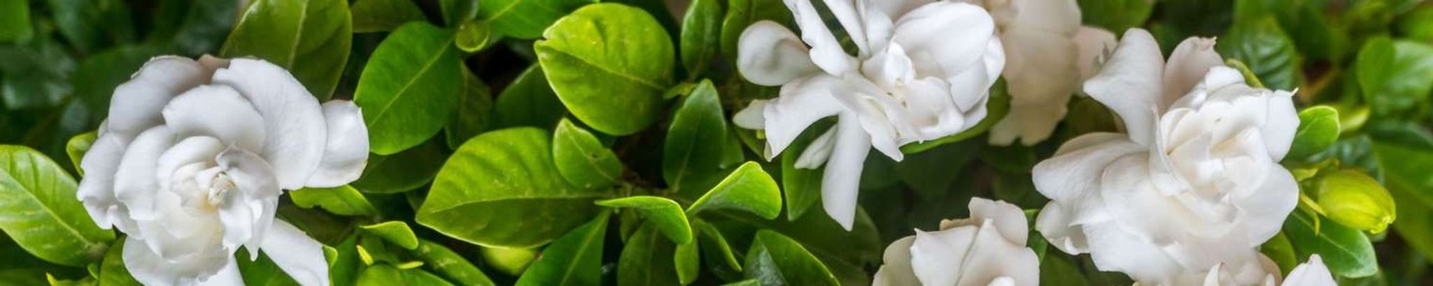 Cover photo for Regina E. Steiner's Obituary