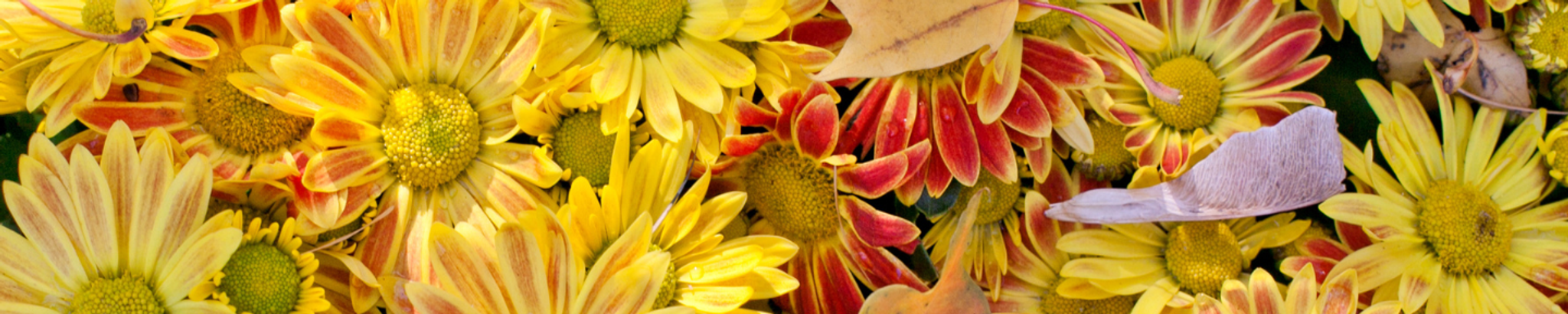 Cover photo for Lana Mynhier's Obituary