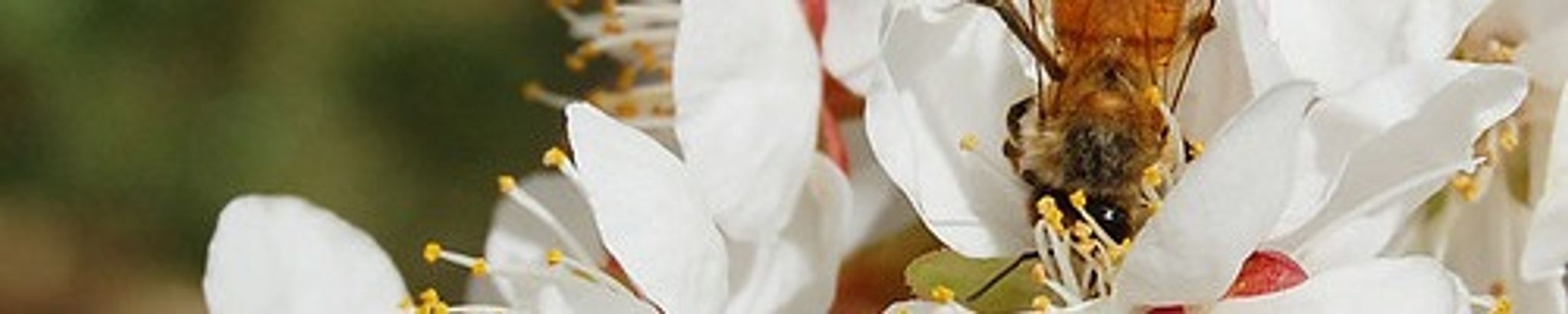 Cover photo for Kinchen "Marion" Goff's Obituary