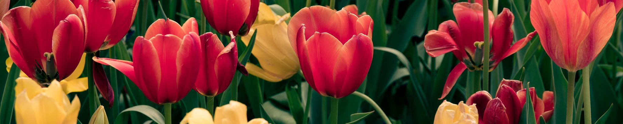 Cover photo for Elaine Taylor's Obituary