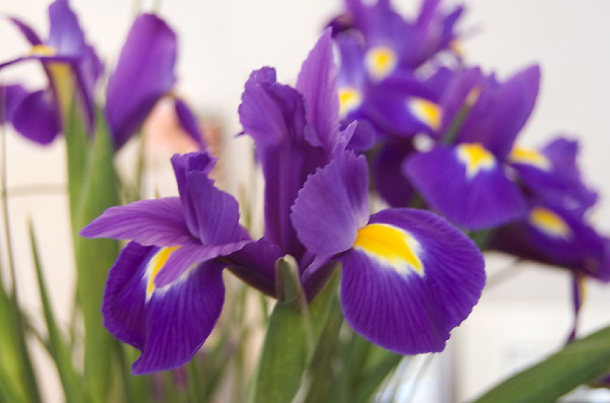 Cover for Merry B. Roop's Obituary