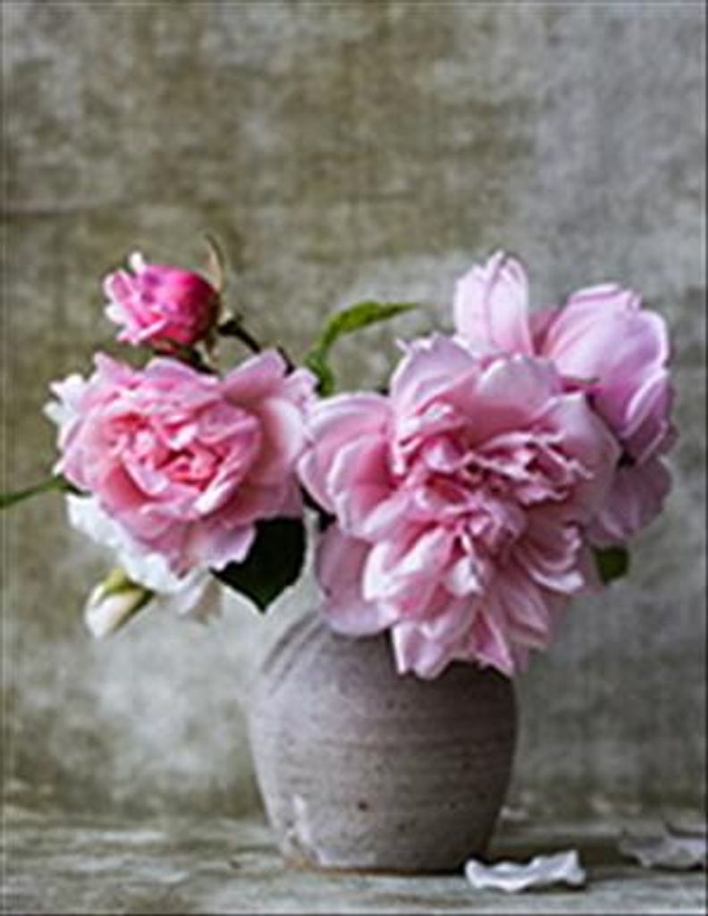 Donna Olson