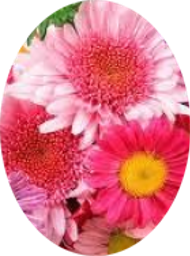 Margaret (Naylor)  Stansfield Profile Photo