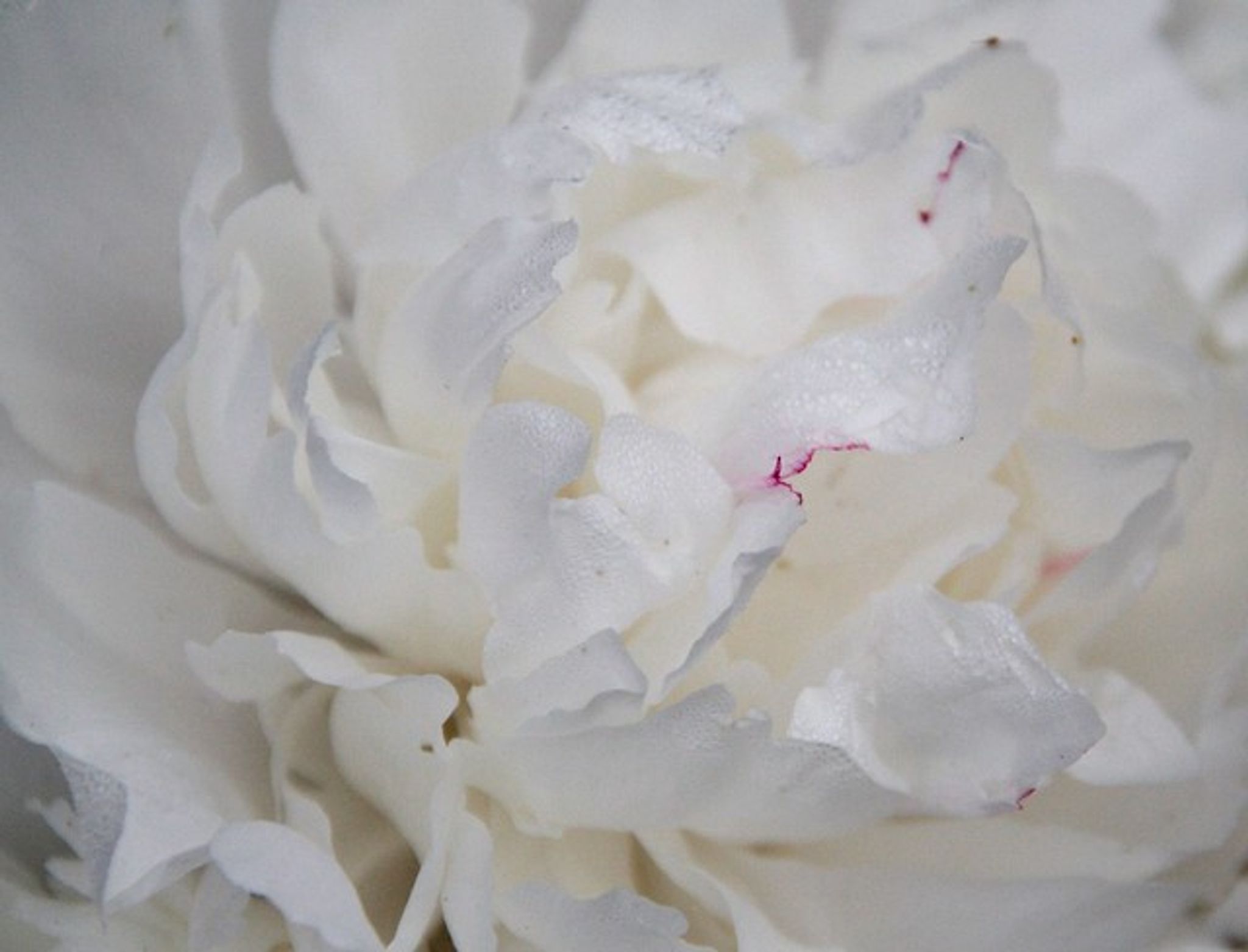 Cover for Ann C. Hirschauer's Obituary