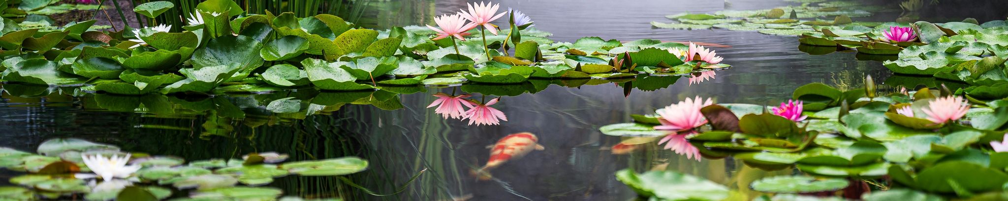 Cover for Niki Fortune-Wong's Obituary