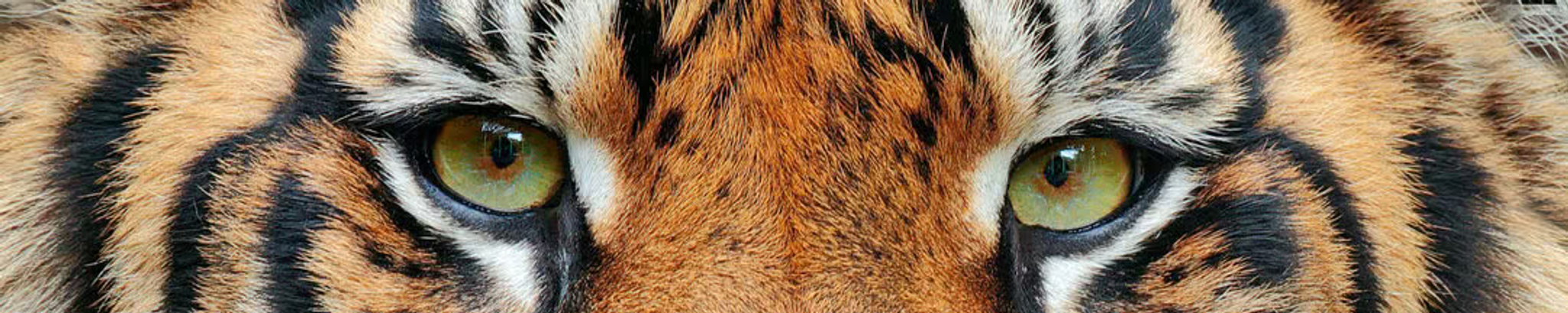 Cover for Patricia Engesser's Obituary