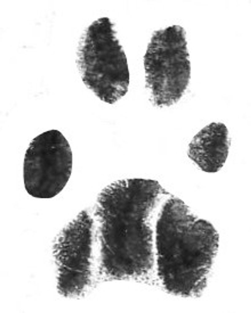 Creamsicle Mahoney Profile Photo