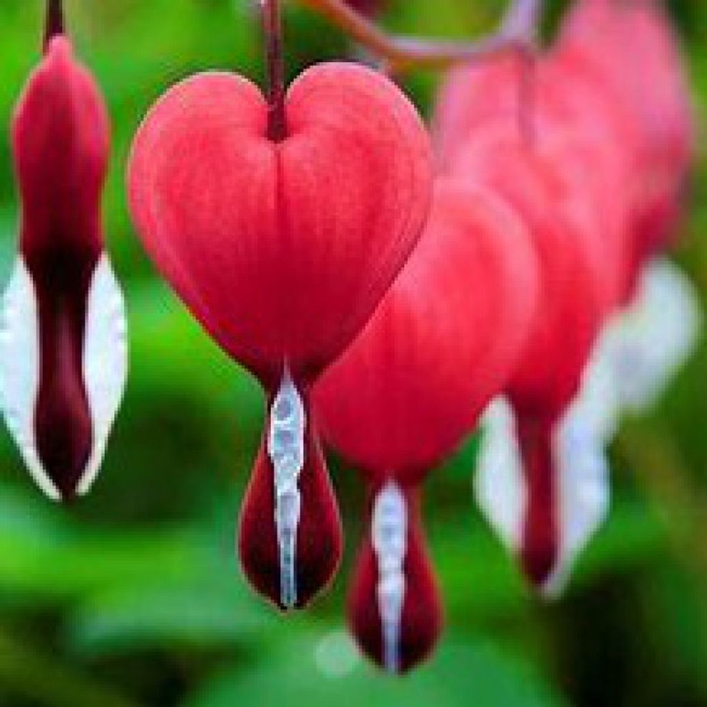 Lois Bull Profile Photo