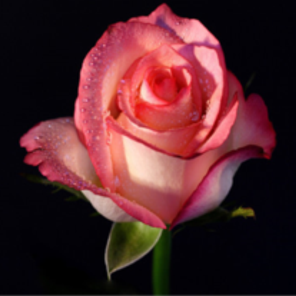 Donna Bosma