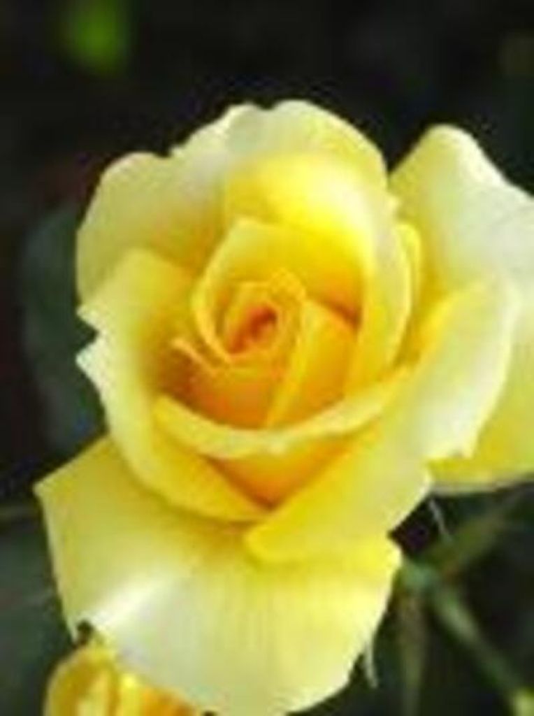 Georgine "Jean" Murial Savage