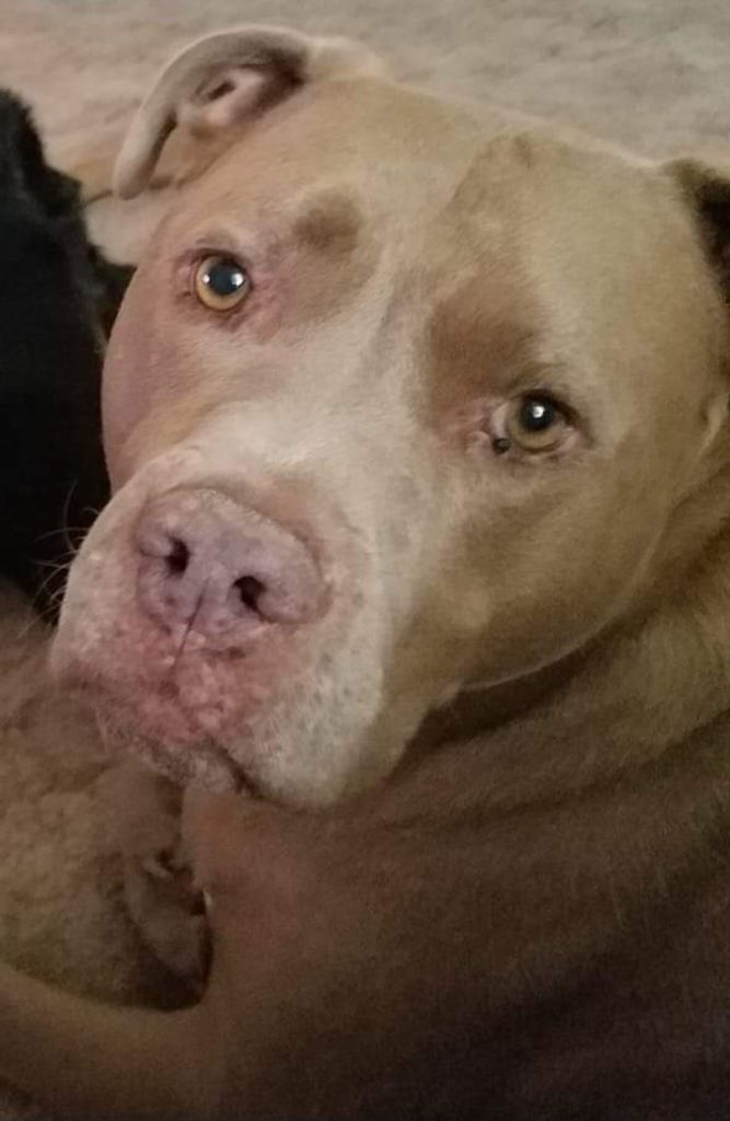 Chewey Profile Photo