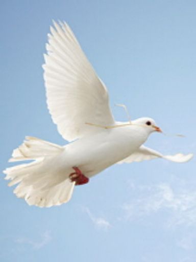 Grace Boccuzzi Profile Photo