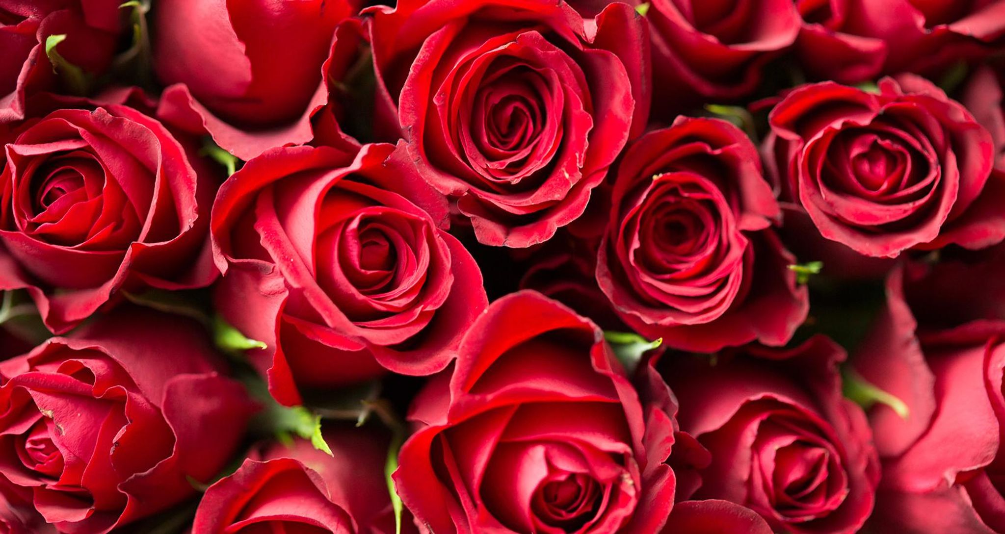 Cover for Beth Ann Rose's Obituary