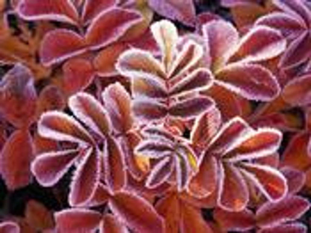 Mary Elizabeth Mossman