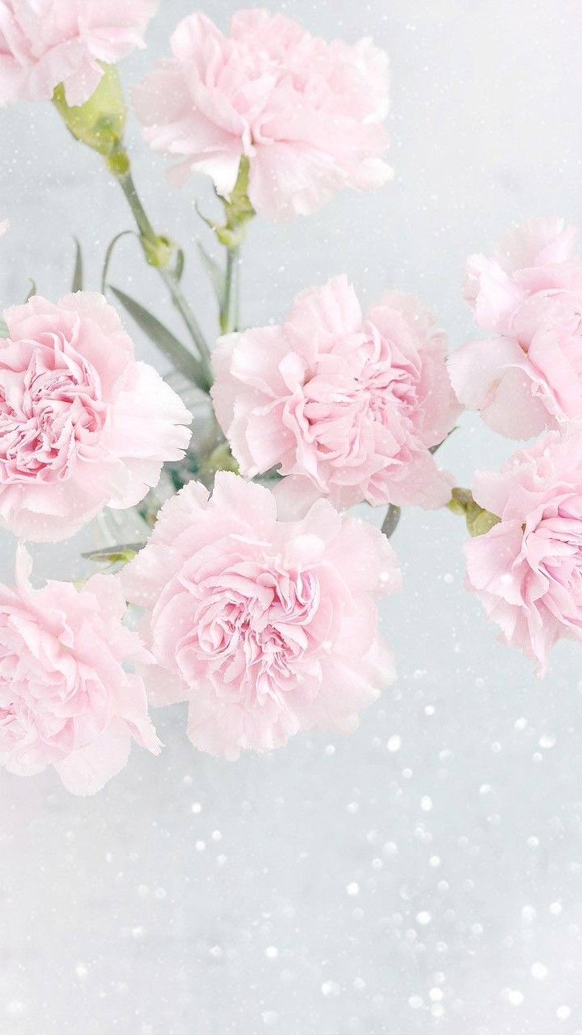 Cover for Wendi Renet Flaspohler's Obituary