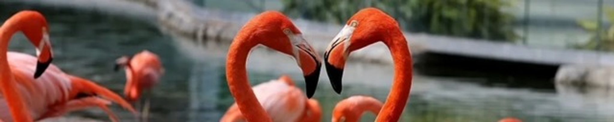 Cover for Shirley Wallen Prieto's Obituary