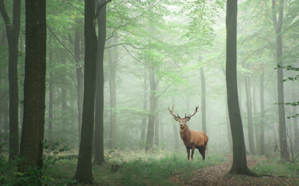 Lester Wayne Rhoden Profile Photo