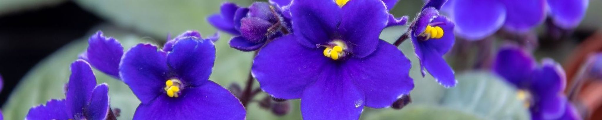 Cover photo for Sophie Laskos Loukas's Obituary
