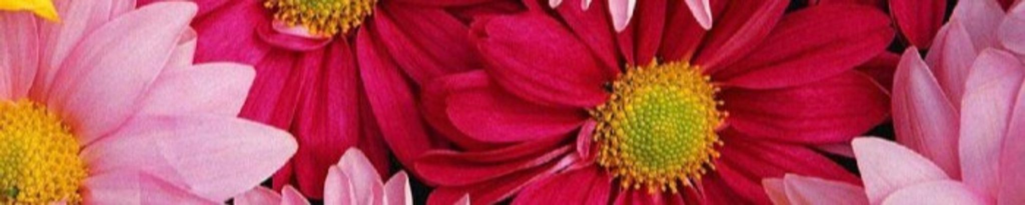 Cover photo for Helen Noreen Phister Law's Obituary