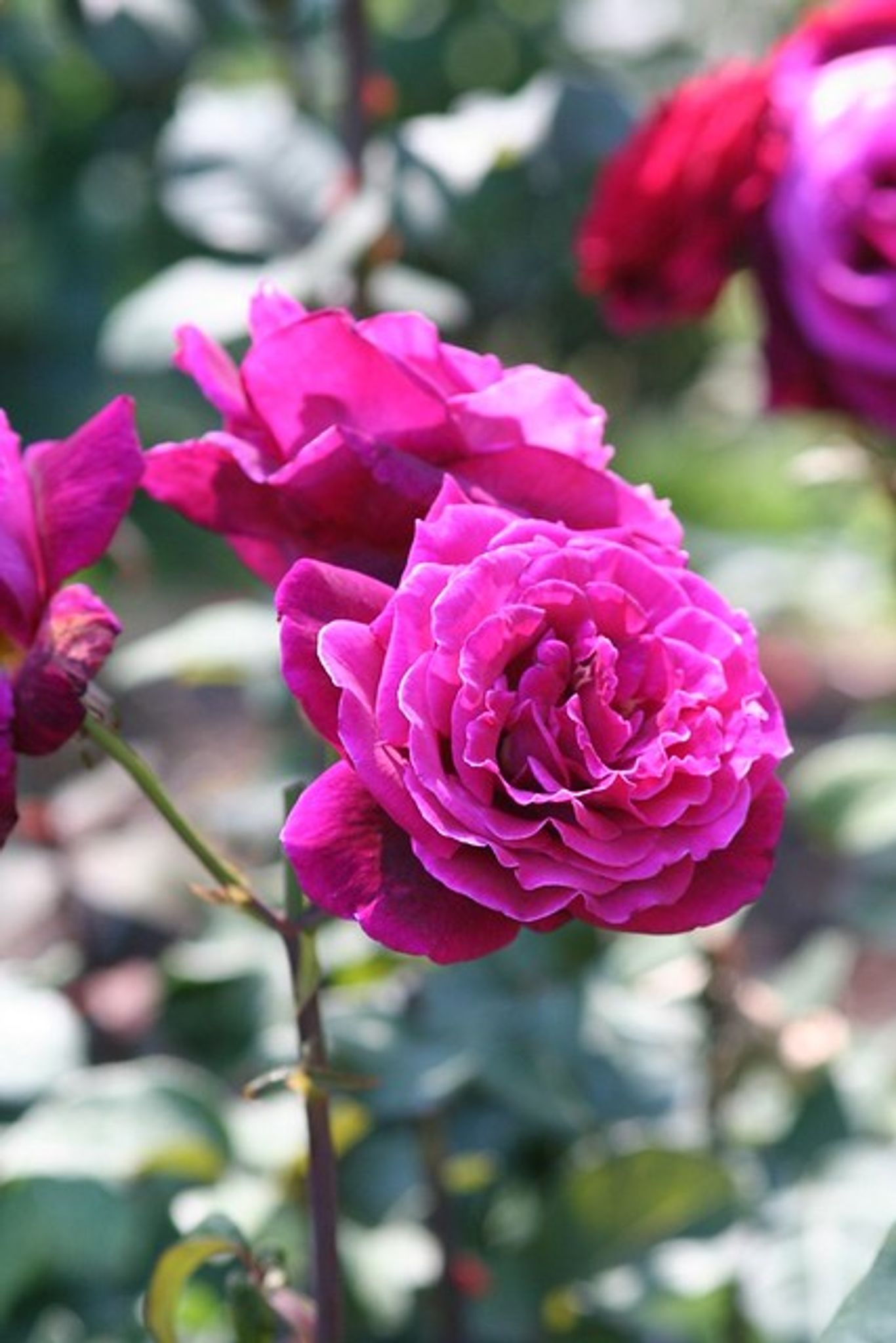Cover photo for Irene Rangel's Obituary