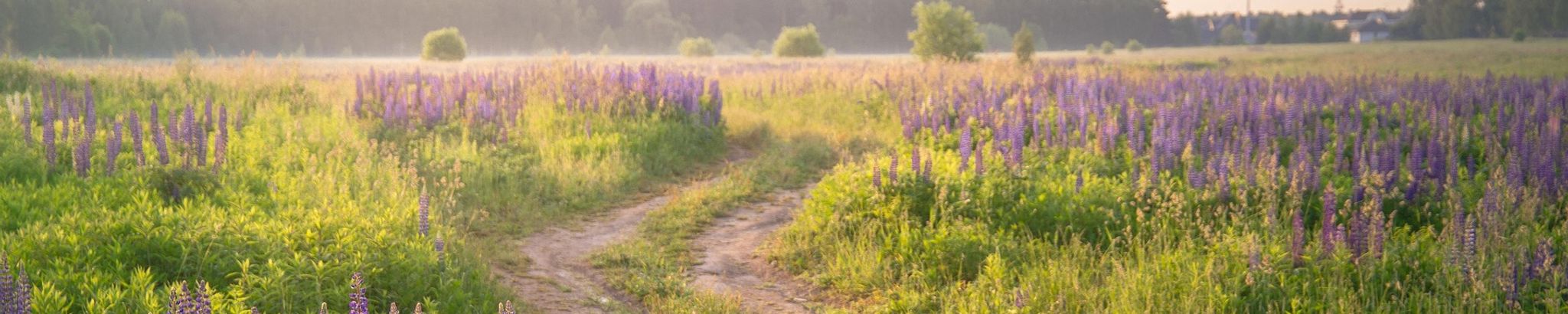 Cover for Carol Barbara Wood's Obituary