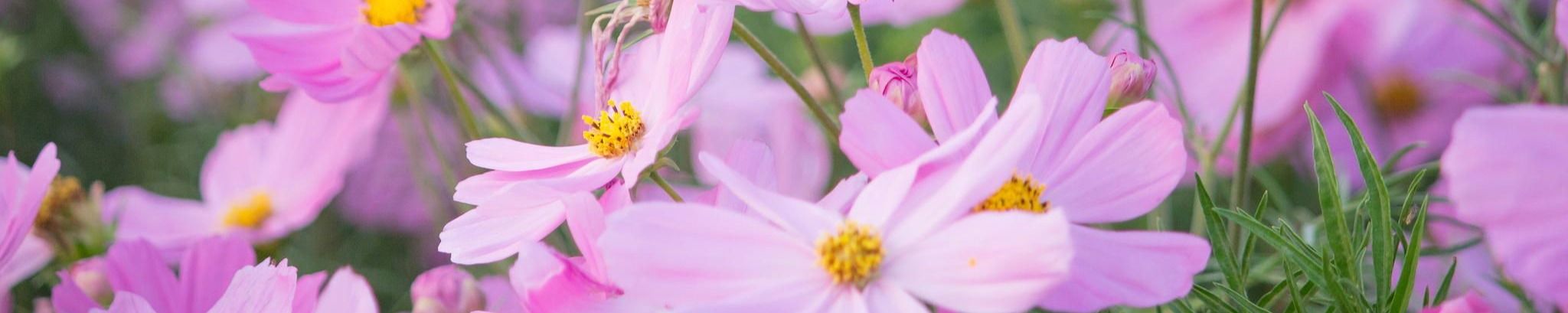 Cover photo for Linda May Gatlin's Obituary